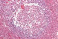 Thymus jeune x100